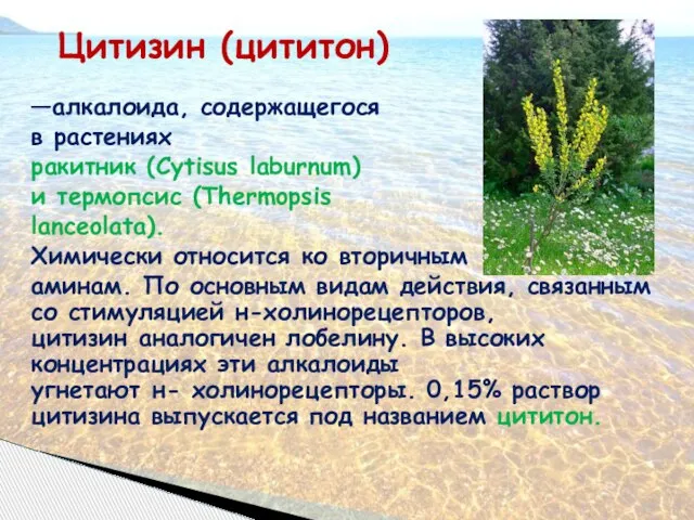Цитизин (цититон) —алкалоида, содержащегося в растениях ракитник (Cytisus laburnum) и термопсис