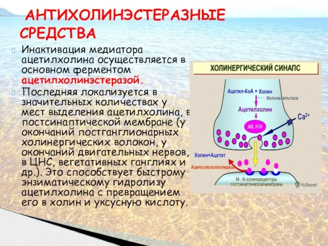 Инактивация медиатора ацетилхолина осуществляется в основном ферментом ацетилхолинэстеразой. Последняя локализуется в