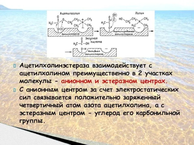 Ацетилхолинэстераза взаимодействует с ацетилхолином преимущественно в 2 участках молекулы - анионном