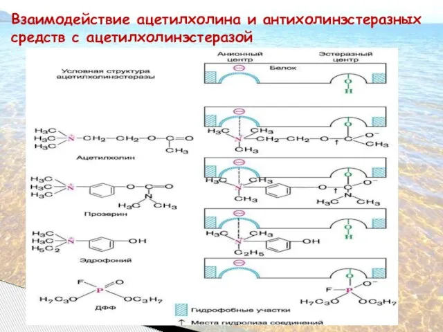 Взаимодействие ацетилхолина и антихолинэстеразных средств с ацетилхолинэстеразой