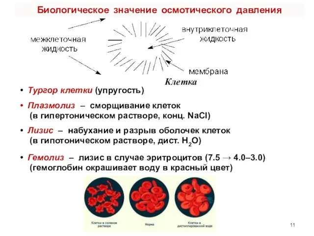 Клетка Тургор клетки (упругость) Плазмолиз – сморщивание клеток (в гипертоническом растворе,