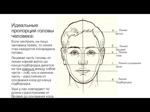 Идеальные пропорций головы человека: Если смотреть на лицо человека прямо, то