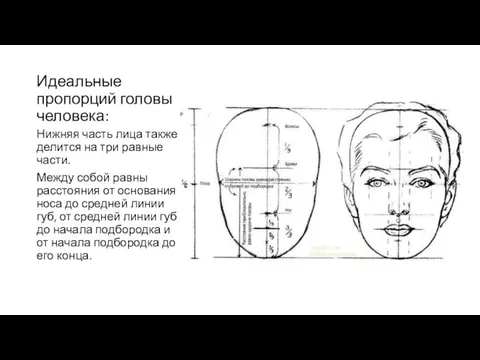 Идеальные пропорций головы человека: Нижняя часть лица также делится на три