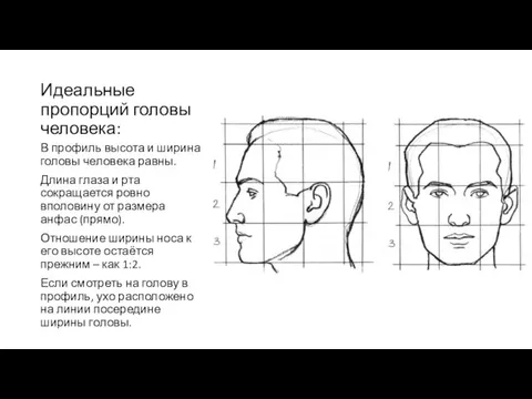 Идеальные пропорций головы человека: В профиль высота и ширина головы человека