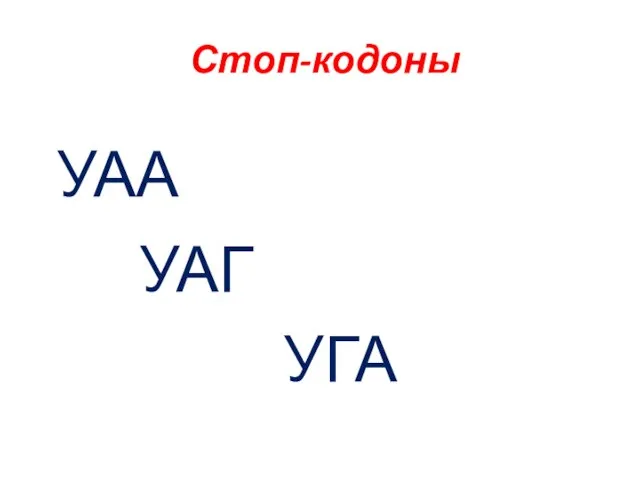 Стоп-кодоны УАА УАГ УГА