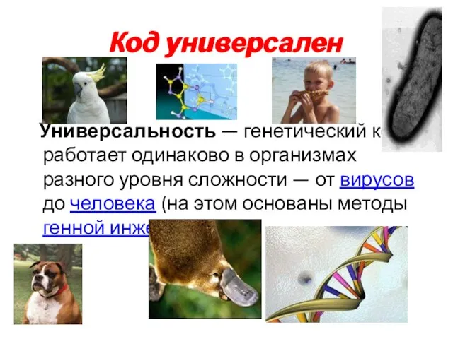 Код универсален Универсальность — генетический код работает одинаково в организмах разного