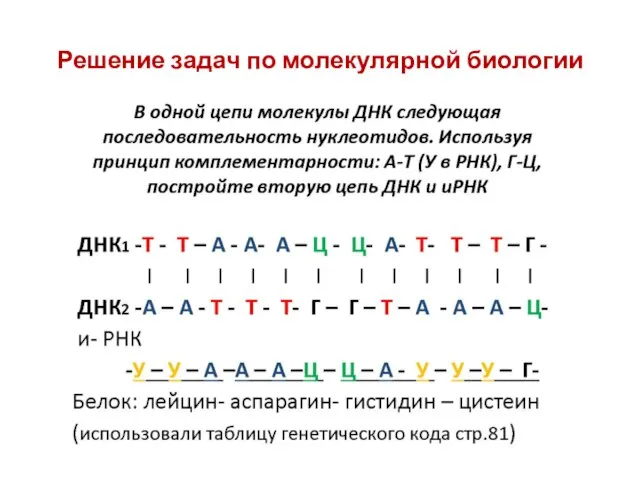 Решение задач по молекулярной биологии