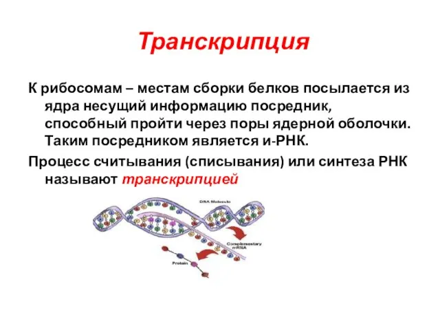 Транскрипция К рибосомам – местам сборки белков посылается из ядра несущий
