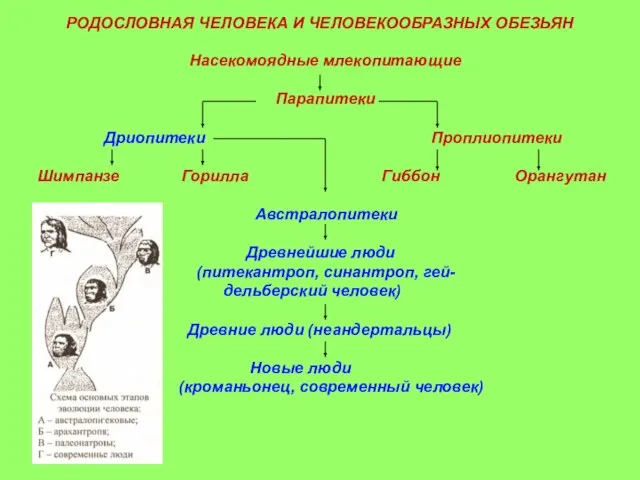 Насекомоядные млекопитающие Парапитеки Дриопитеки Проплиопитеки Шимпанзе Горилла Гиббон Орангутан Австралопитеки Древнейшие