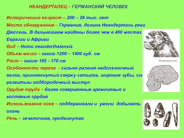 НЕАНДЕРТАЛЕЦ – ГЕРМАНСКИЙ ЧЕЛОВЕК Исторический возраст – 200 – 28 тыс.