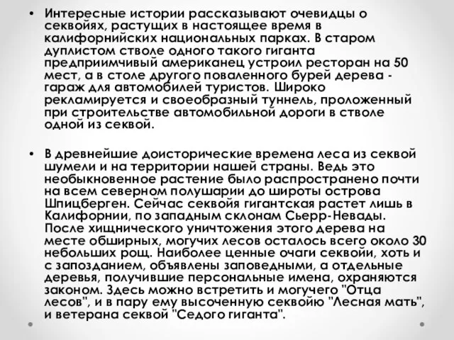 Интересные истории рассказывают очевидцы о секвойях, растущих в настоящее время в