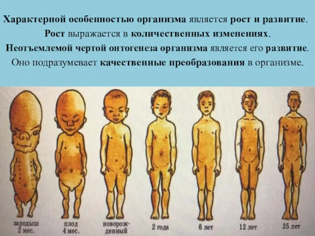 Характерной особенностью организма является рост и развитие. Рост выражается в количественных