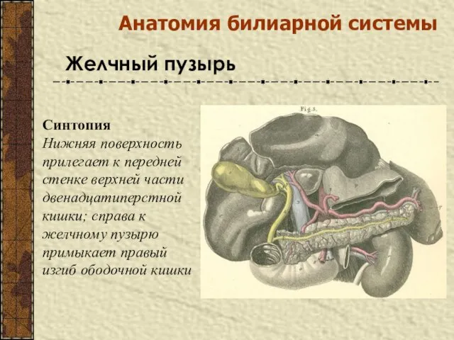 Синтопия Нижняя поверхность прилегает к передней стенке верхней части двенадцатиперстной кишки;