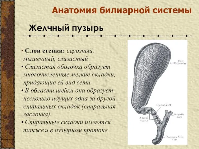 Слои стенки: серозный, мышечный, слизистый Слизистая оболочка образует многочисленные мелкие складки,