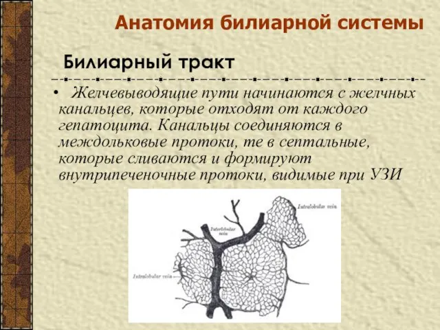 Анатомия билиарной системы Билиарный тракт Желчевыводящие пути начинаются с желчных канальцев,