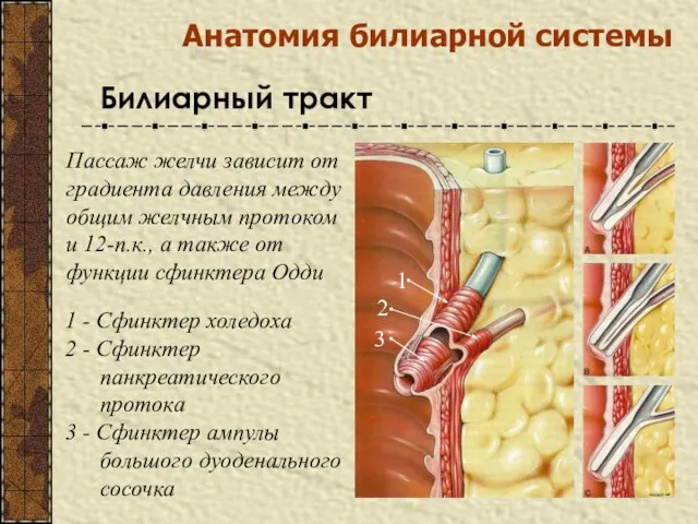 Анатомия билиарной системы Билиарный тракт Пассаж желчи зависит от градиента давления