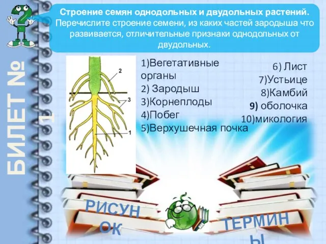 БИЛЕТ № 1 Строение семян однодольных и двудольных растений. Перечислите строение