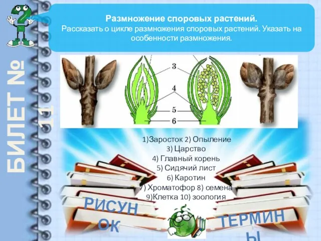 БИЛЕТ № 11 Размножение споровых растений. Рассказать о цикле размножения споровых