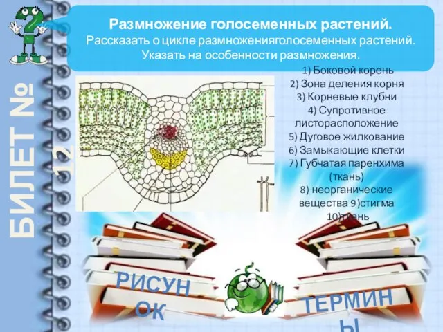 БИЛЕТ № 12 Размножение голосеменных растений. Рассказать о цикле размноженияголосеменных растений.