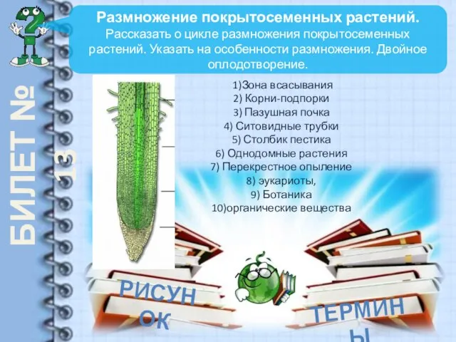 БИЛЕТ № 13 Размножение покрытосеменных растений. Рассказать о цикле размножения покрытосеменных