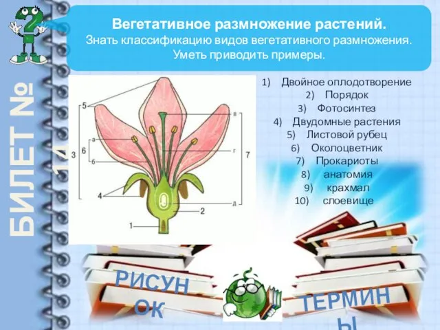 БИЛЕТ № 14 Вегетативное размножение растений. Знать классификацию видов вегетативного размножения.