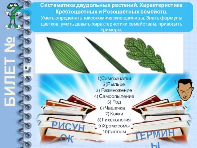 БИЛЕТ № 15 Систематика двудольных растений. Характеристика Крестоцветных и Розоцветных семейств.