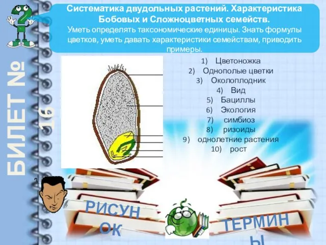 БИЛЕТ № 16 Систематика двудольных растений. Характеристика Бобовых и Сложноцветных семейств.