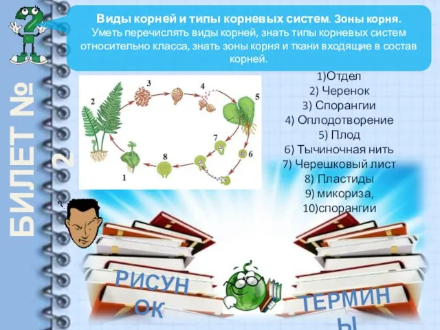 БИЛЕТ № 2 Виды корней и типы корневых систем. Зоны корня.