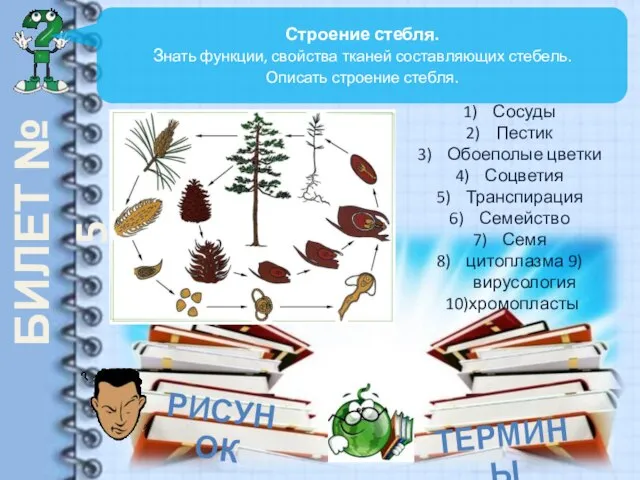 БИЛЕТ № 5 Строение стебля. Знать функции, свойства тканей составляющих стебель.