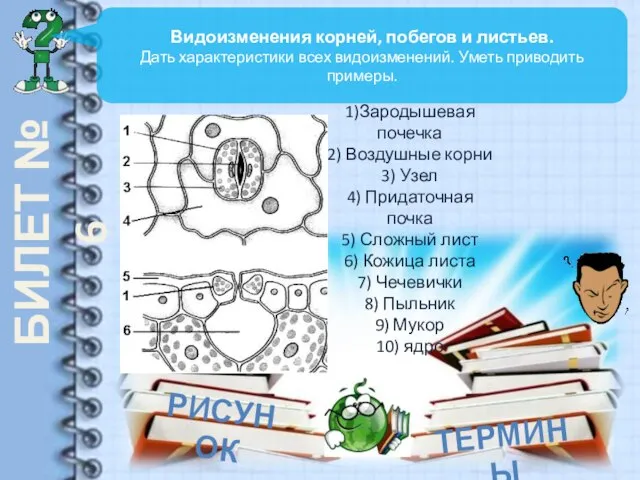 БИЛЕТ № 6 Видоизменения корней, побегов и листьев. Дать характеристики всех