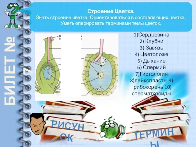 БИЛЕТ № 7 Строение Цветка. Знать строение цветка. Ориентироваться в составляющих