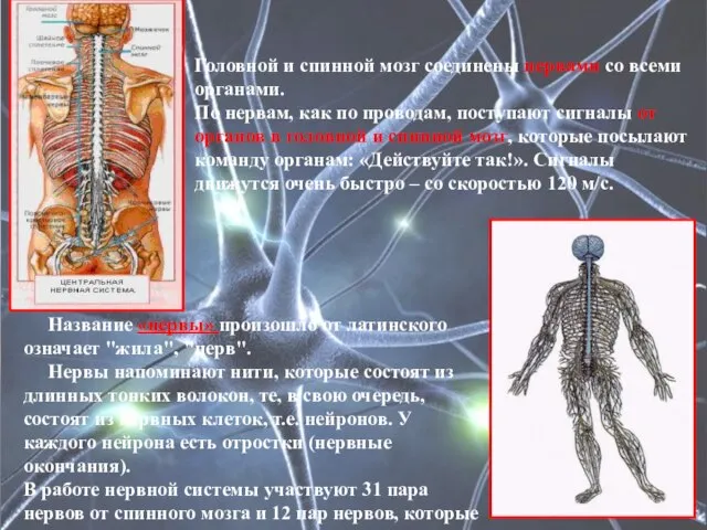 Головной и спинной мозг соединены нервами со всеми органами. По нервам,