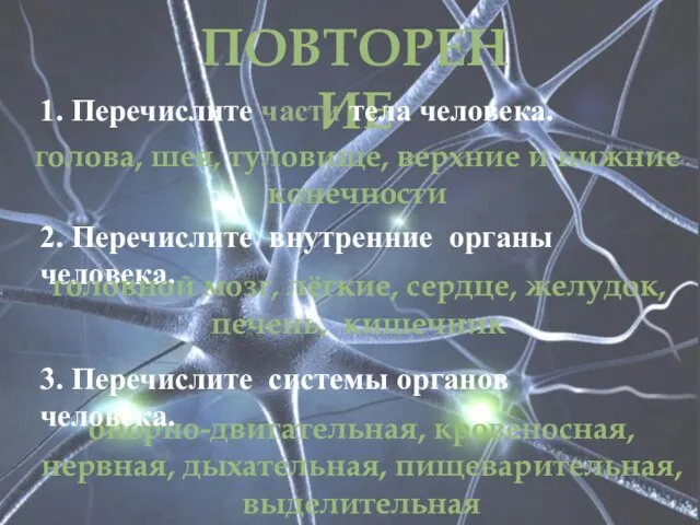 ПОВТОРЕНИЕ голова, шея, туловище, верхние и нижние конечности 2. Перечислите внутренние