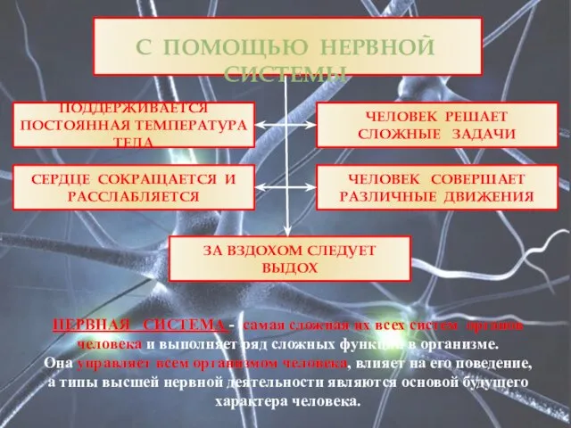 С ПОМОЩЬЮ НЕРВНОЙ СИСТЕМЫ ЗА ВЗДОХОМ СЛЕДУЕТ ВЫДОХ СЕРДЦЕ СОКРАЩАЕТСЯ И