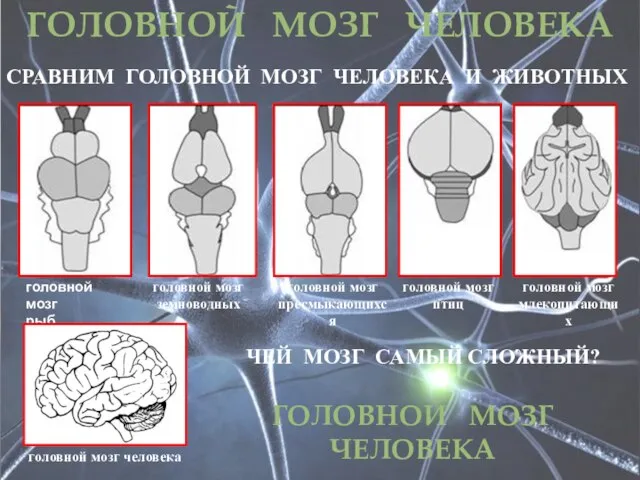 ГОЛОВНОЙ МОЗГ ЧЕЛОВЕКА СРАВНИМ ГОЛОВНОЙ МОЗГ ЧЕЛОВЕКА И ЖИВОТНЫХ головной мозг