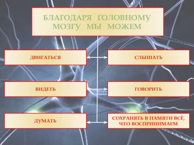 БЛАГОДАРЯ ГОЛОВНОМУ МОЗГУ МЫ МОЖЕМ ДУМАТЬ ВИДЕТЬ СЛЫШАТЬ ГОВОРИТЬ ДВИГАТЬСЯ СОХРАНЯТЬ В ПАМЯТИ ВСЁ, ЧТО ВОСПРИНИМАЕМ