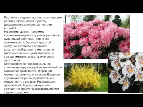 Растения в садово-парковых композициях должны размещаться с учетом декоративных качеств цветков