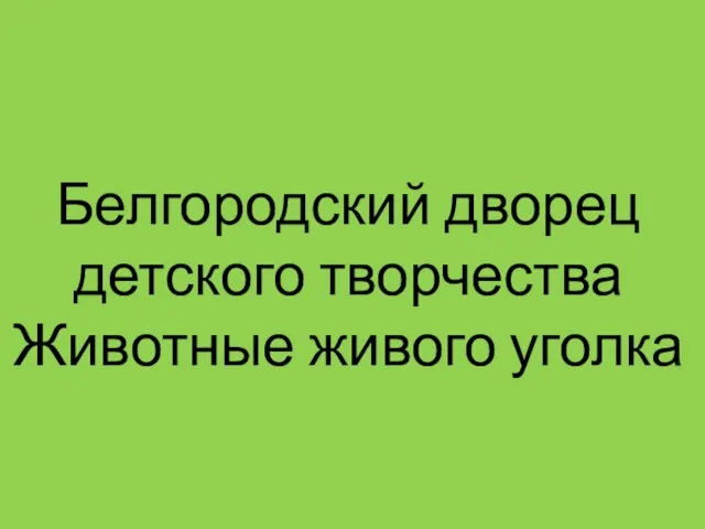 Белгородский дворец детского творчества Животные живого уголка