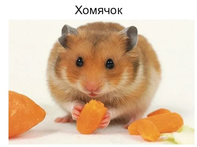 Хомячок