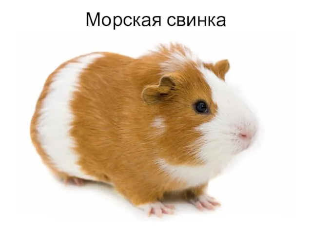 Морская свинка