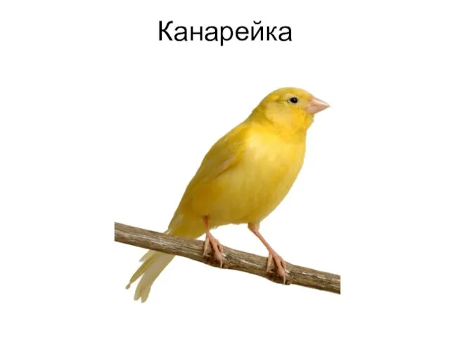 Канарейка