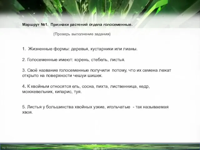 Маршрут №1. Признаки растений отдела голосеменные. (Проверь выполнение задания) 1. Жизненные