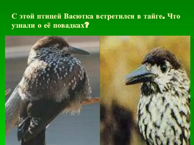 С этой птицей Васютка встретился в тайге. Что узнали о её повадках?