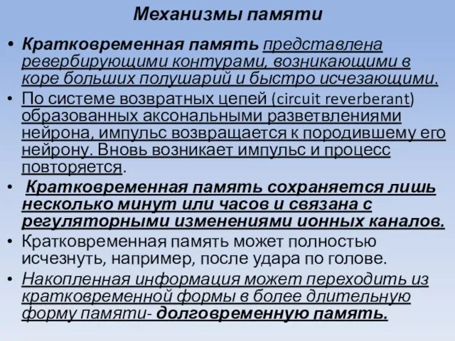 Механизмы памяти Кратковременная память представлена ревербирующими контурами, возникающими в коре больших