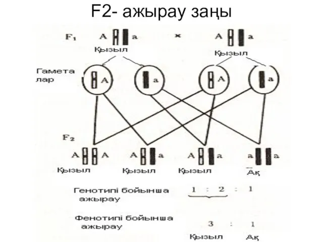 F2- ажырау заңы