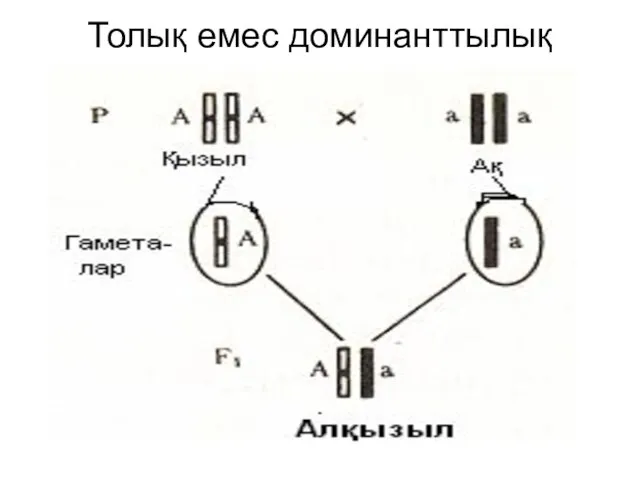 Толық емес доминанттылық