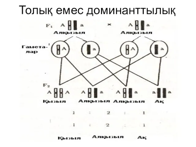 Толық емес доминанттылық