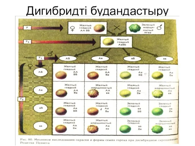 Дигибридті будандастыру