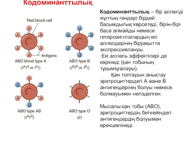 Кодоминанттылық Кодоминанттылық – бір аллелді жұптың гендері бірдей басымдылық көрсетеді, бірін-бірі