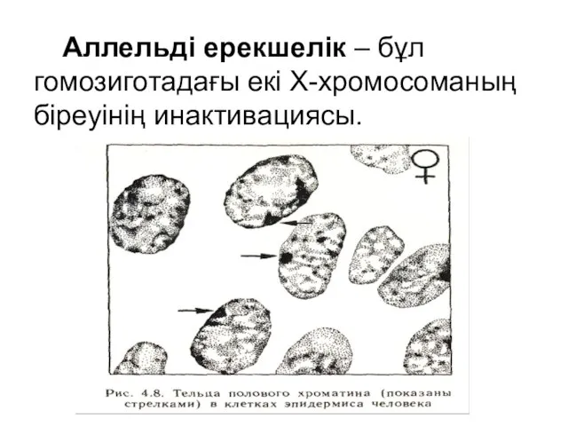 Аллельді ерекшелік – бұл гомозиготадағы екі Х-хромосоманың біреуінің инактивациясы.